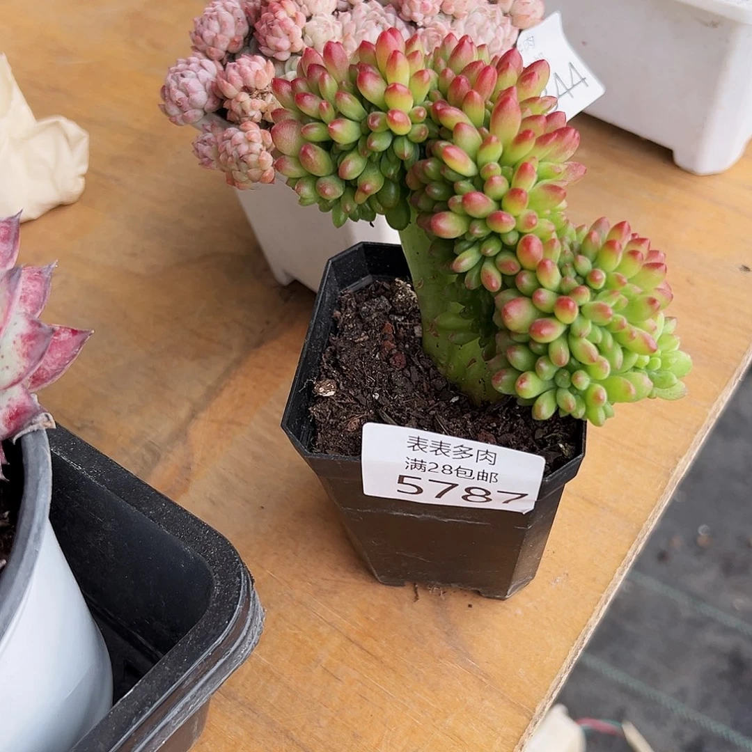 9号?***鹤我们的确是一个5787