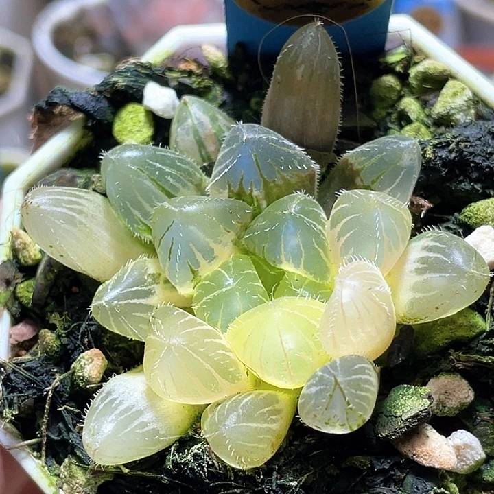 576巨大赤线锦一物