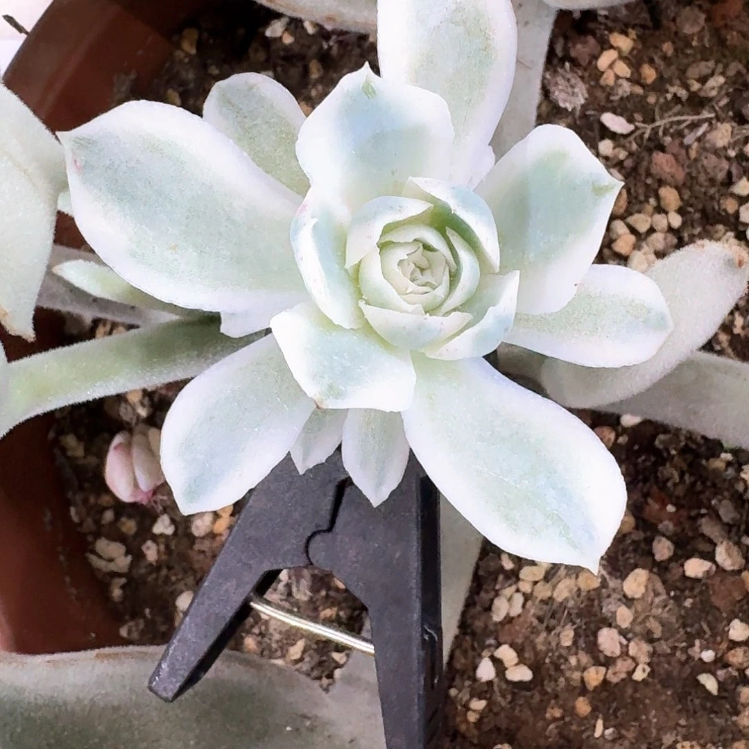 蓝丝绒锦多肉植物