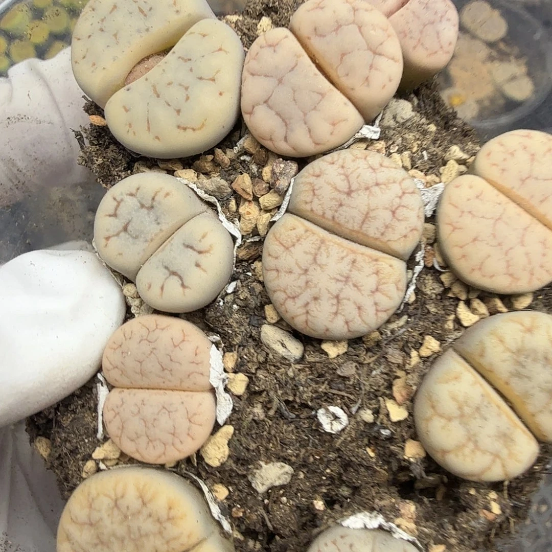 这个点睡一回是159不