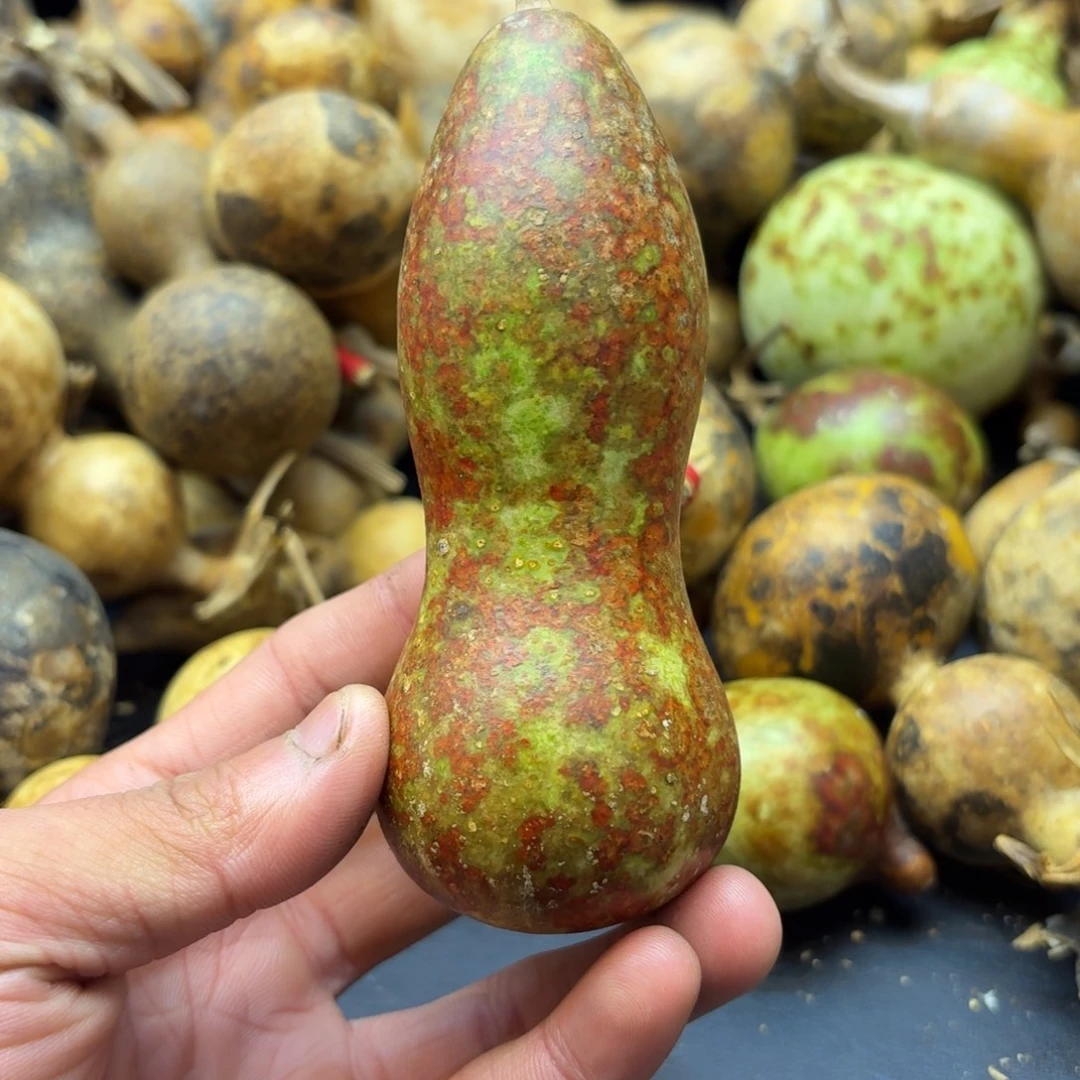 D***D香榧木哈哈哈哈哈哈哈