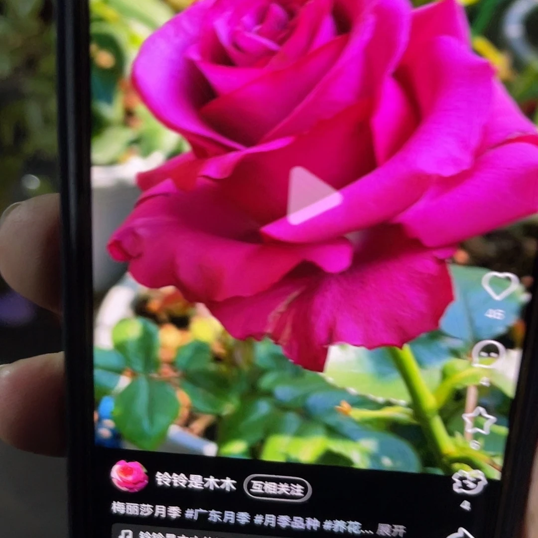 无花朵——梅丽莎 福利