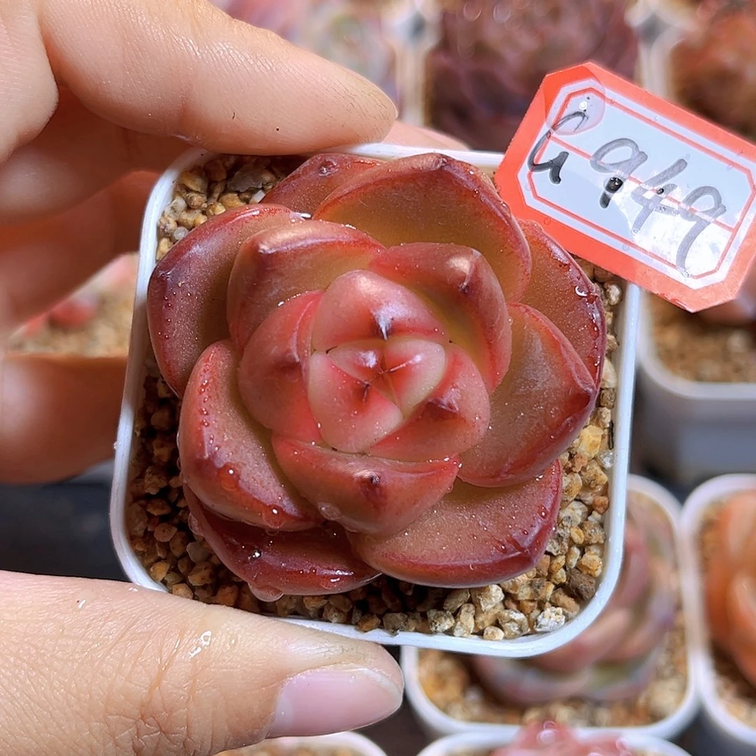 G949  新品珍妮满18包邮