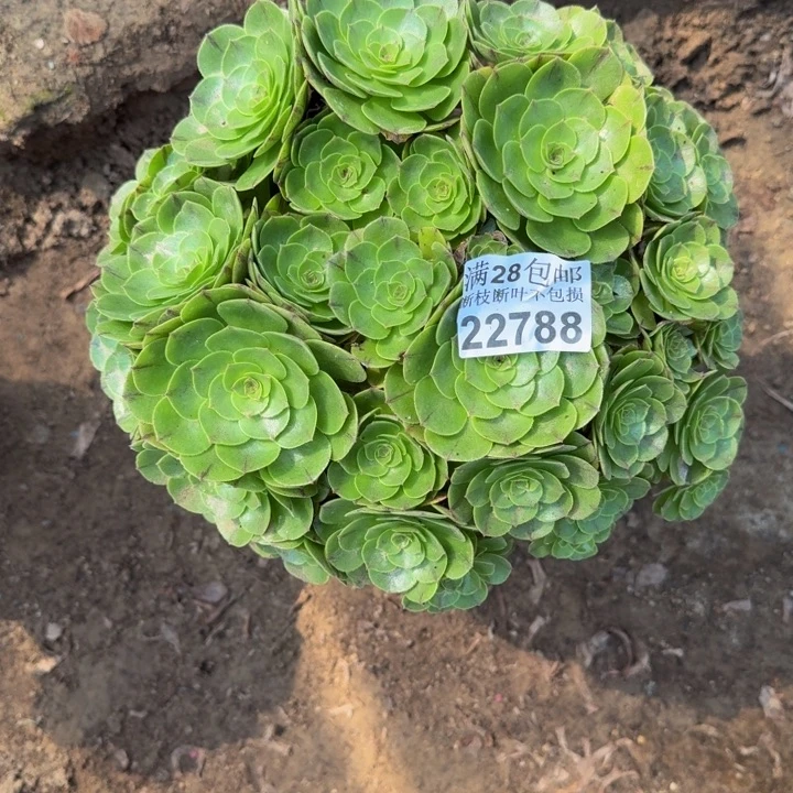 22788万拉丝不包断枝