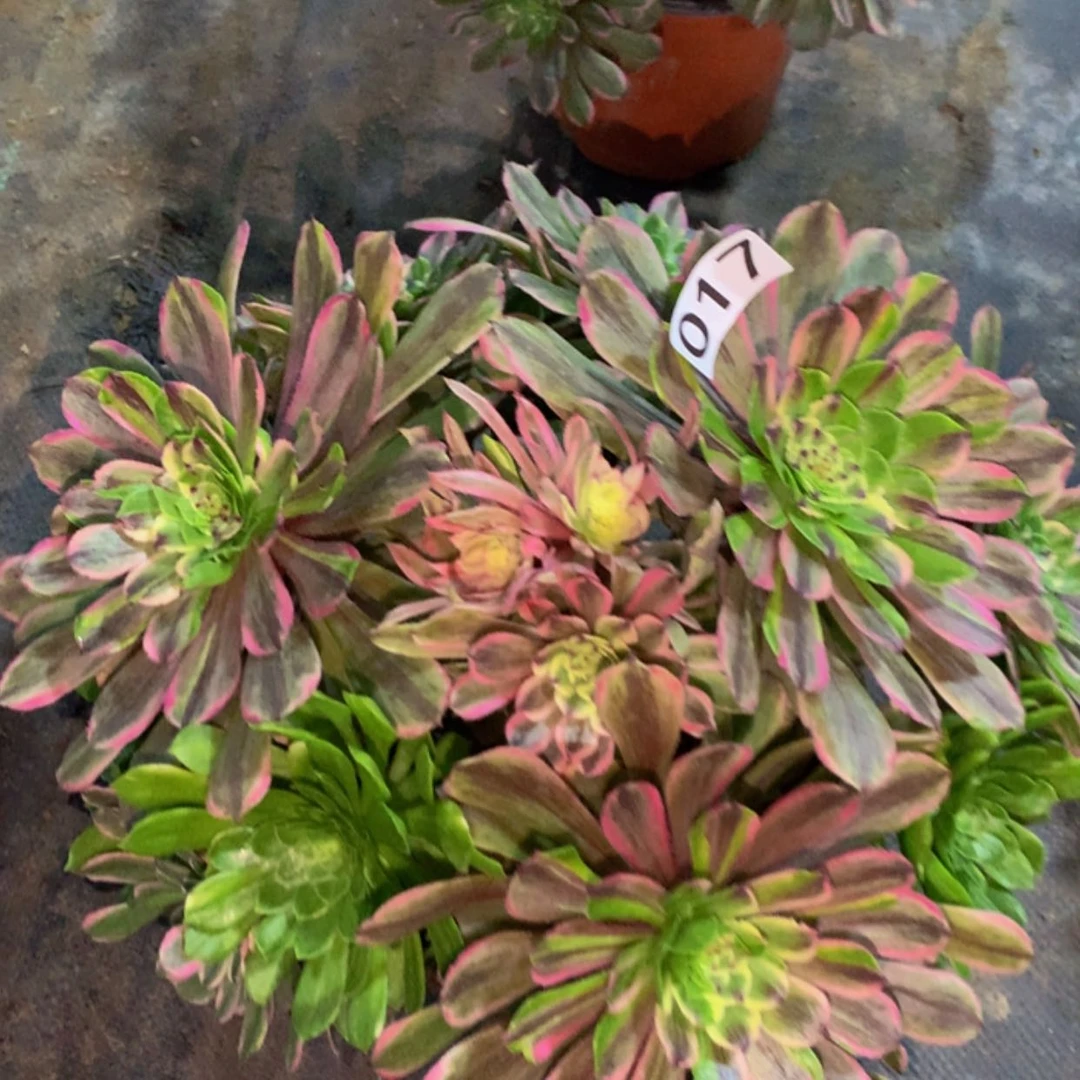 【闪购商品】……17粉黛