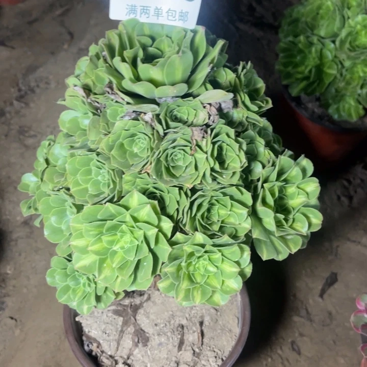 6240琉璃的的的人多肉