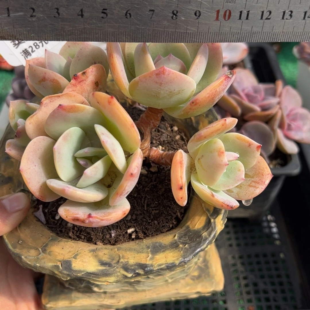表妹精品多肉植物229.