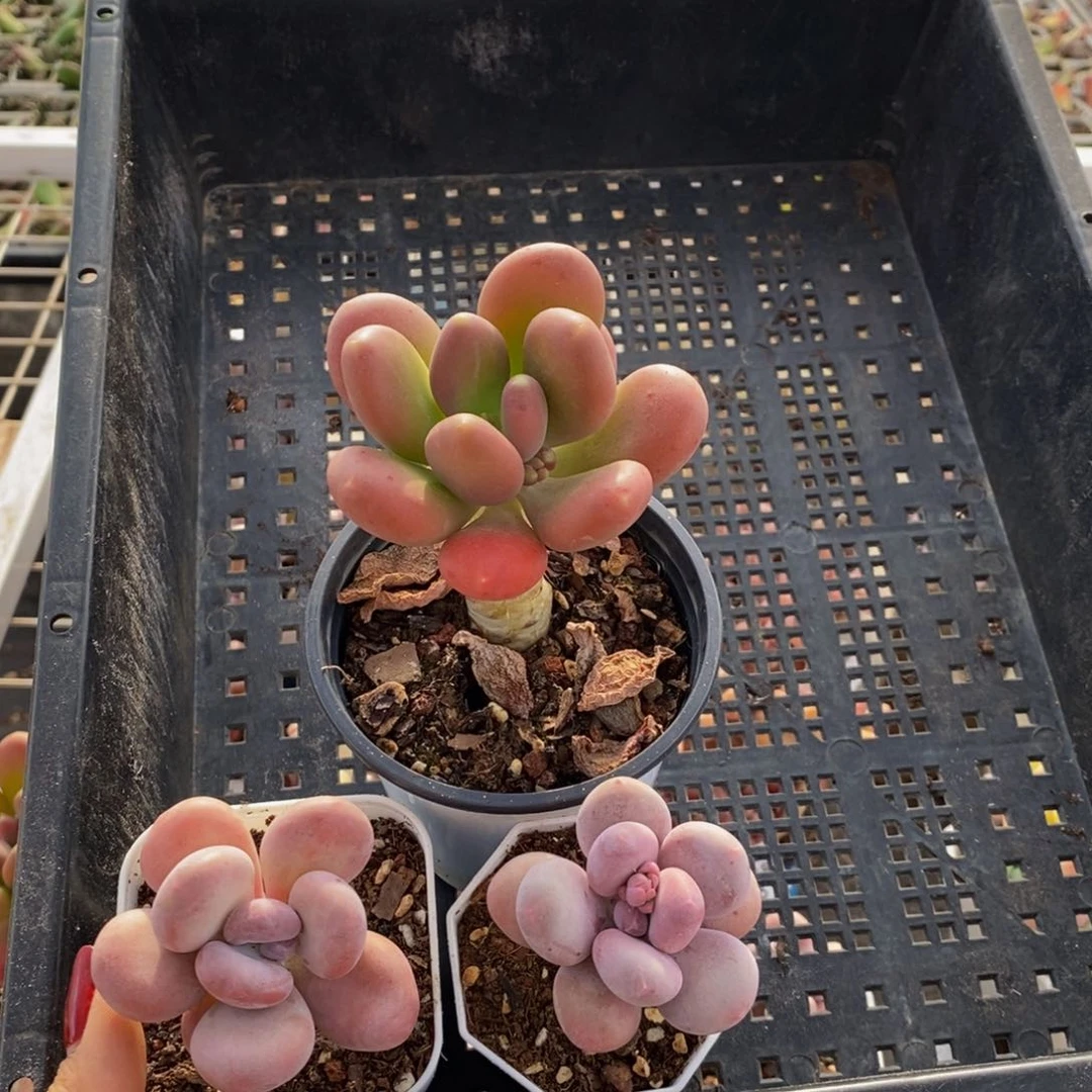 小*晚蛋黄奶酪256/4c m