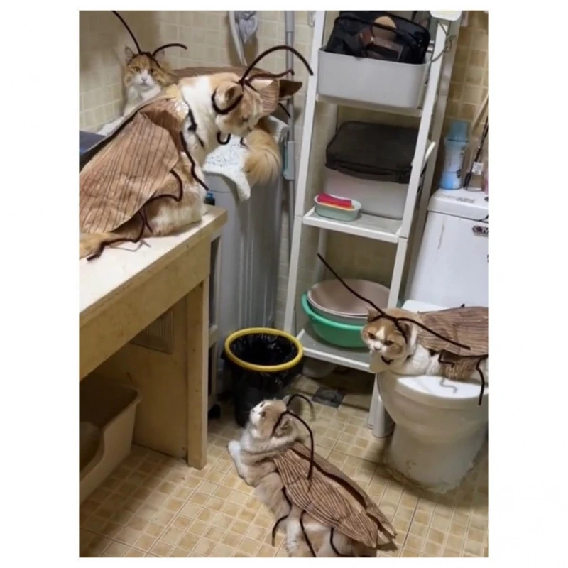 纯情蟑螂火辣辣猫咪diy猫猫条纹衣服小猫衣服萌宠版蟑螂的诱惑