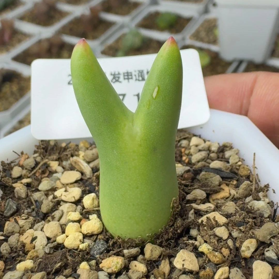 771 sh458皮卡丘。