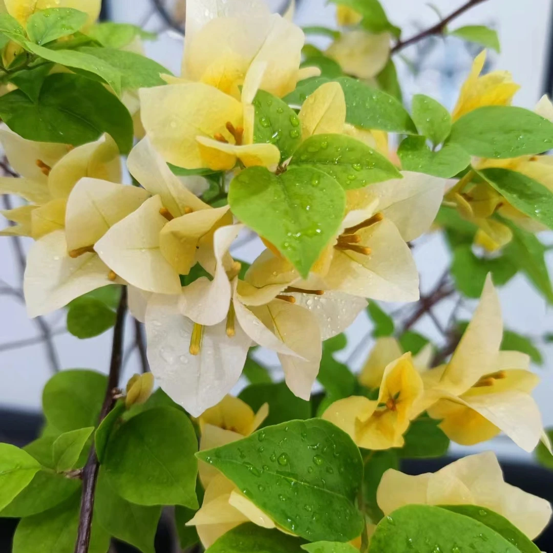 【苏瓦娜】原生扦插布袋三角梅福建漳州市基地发货包品对版四季勤花