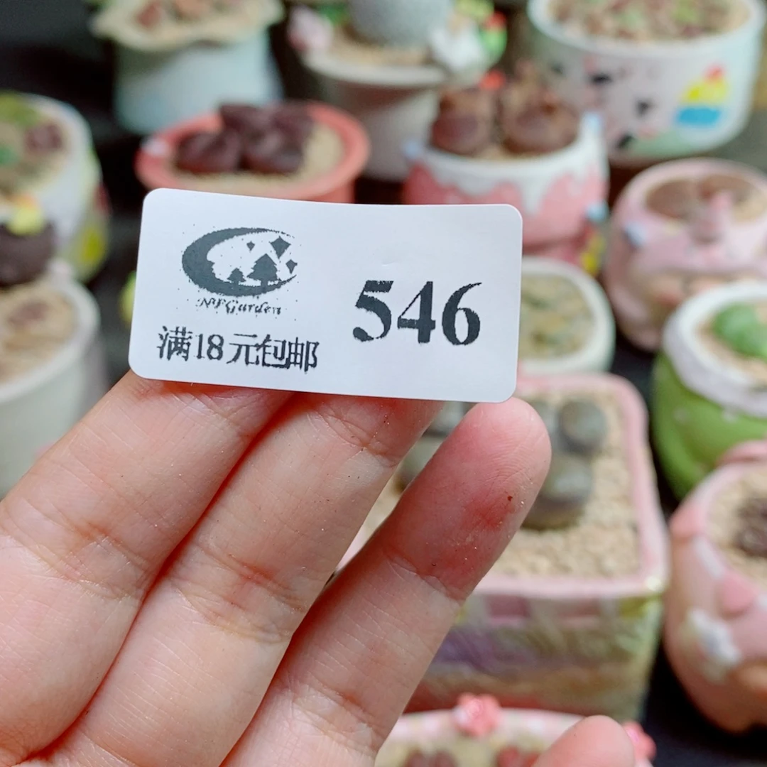 *****生石花花花花开了546