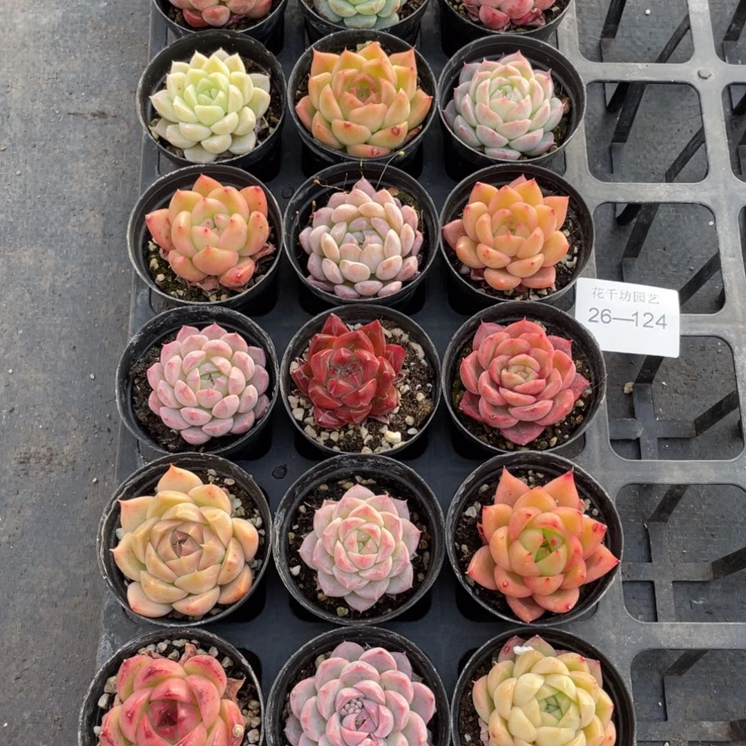 一物一拍18棵26-124