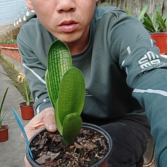 【闪购商品】完全开放