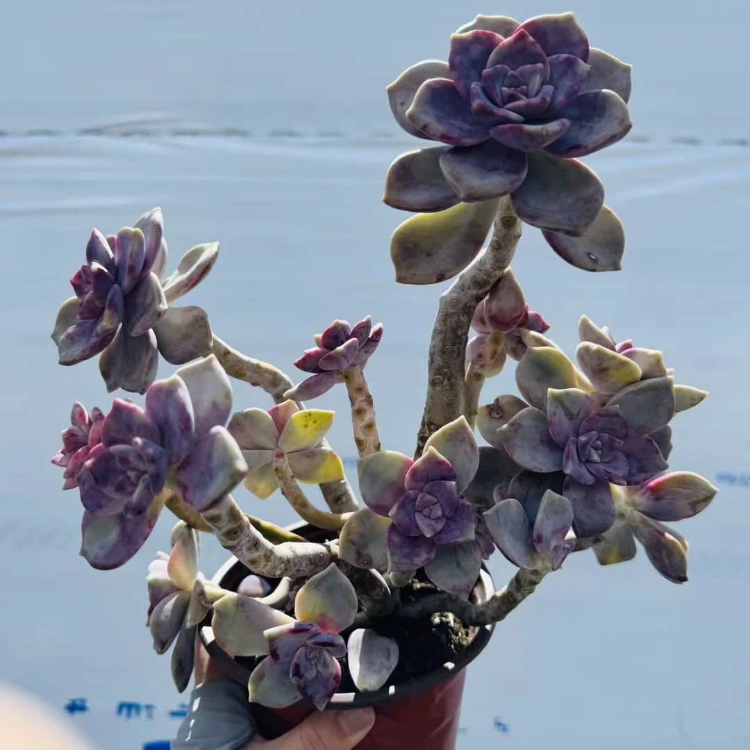 零花钱多肉  高桩紫乐    多肉植物