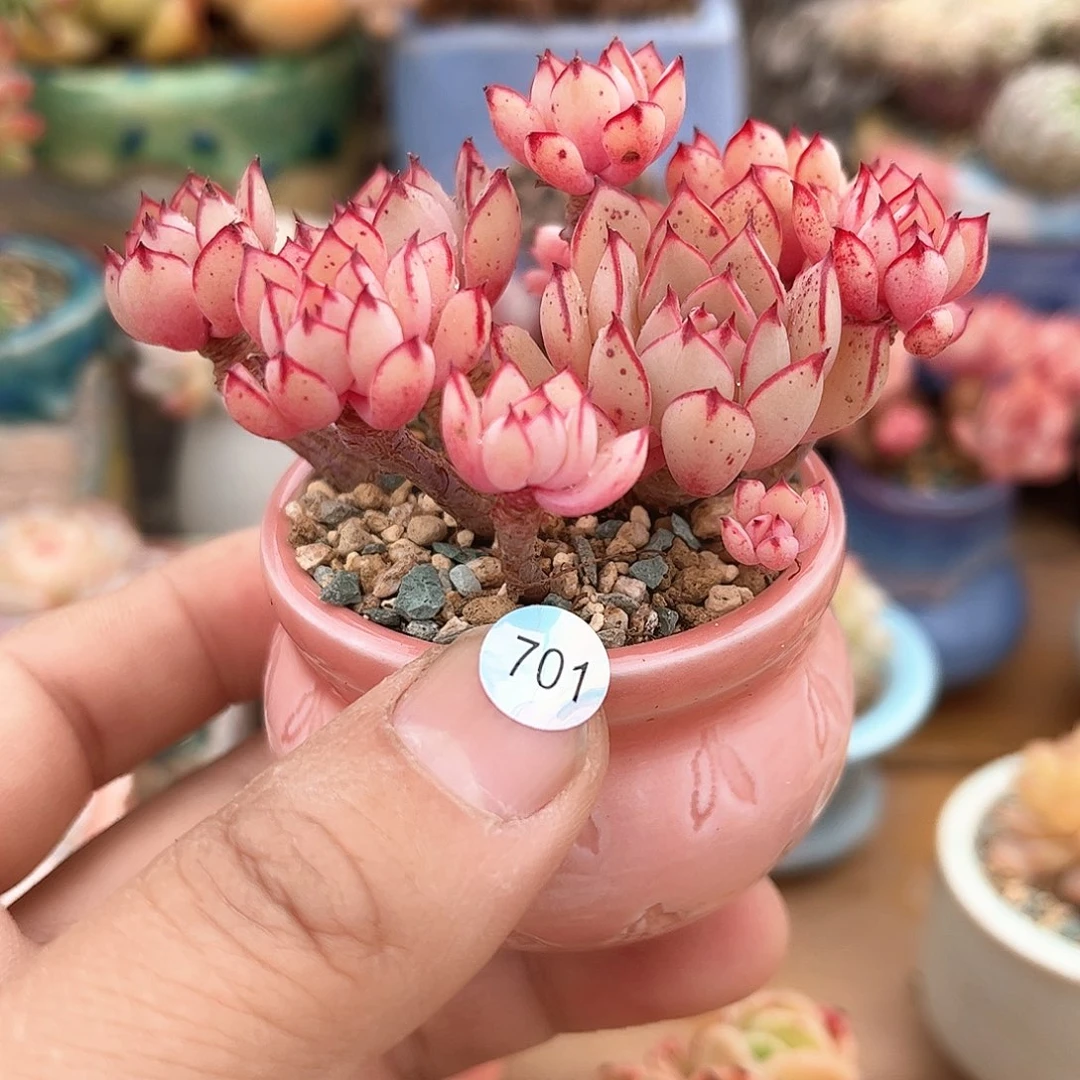 住****妞701 含盆含土发货 30包邮偏远除外