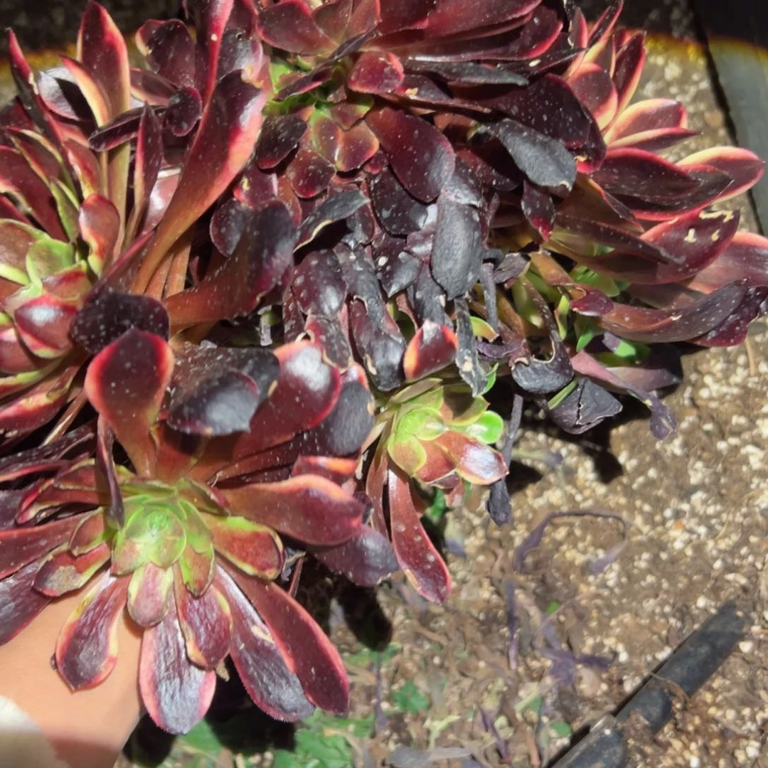 680 号多肉植物法师新年福利