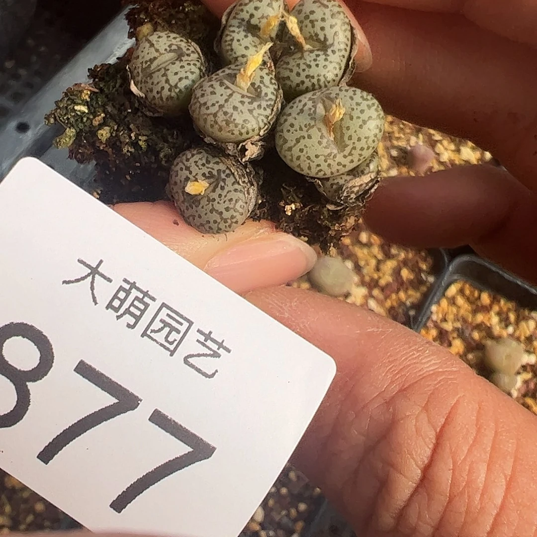 一物一拍脱土发。  877
