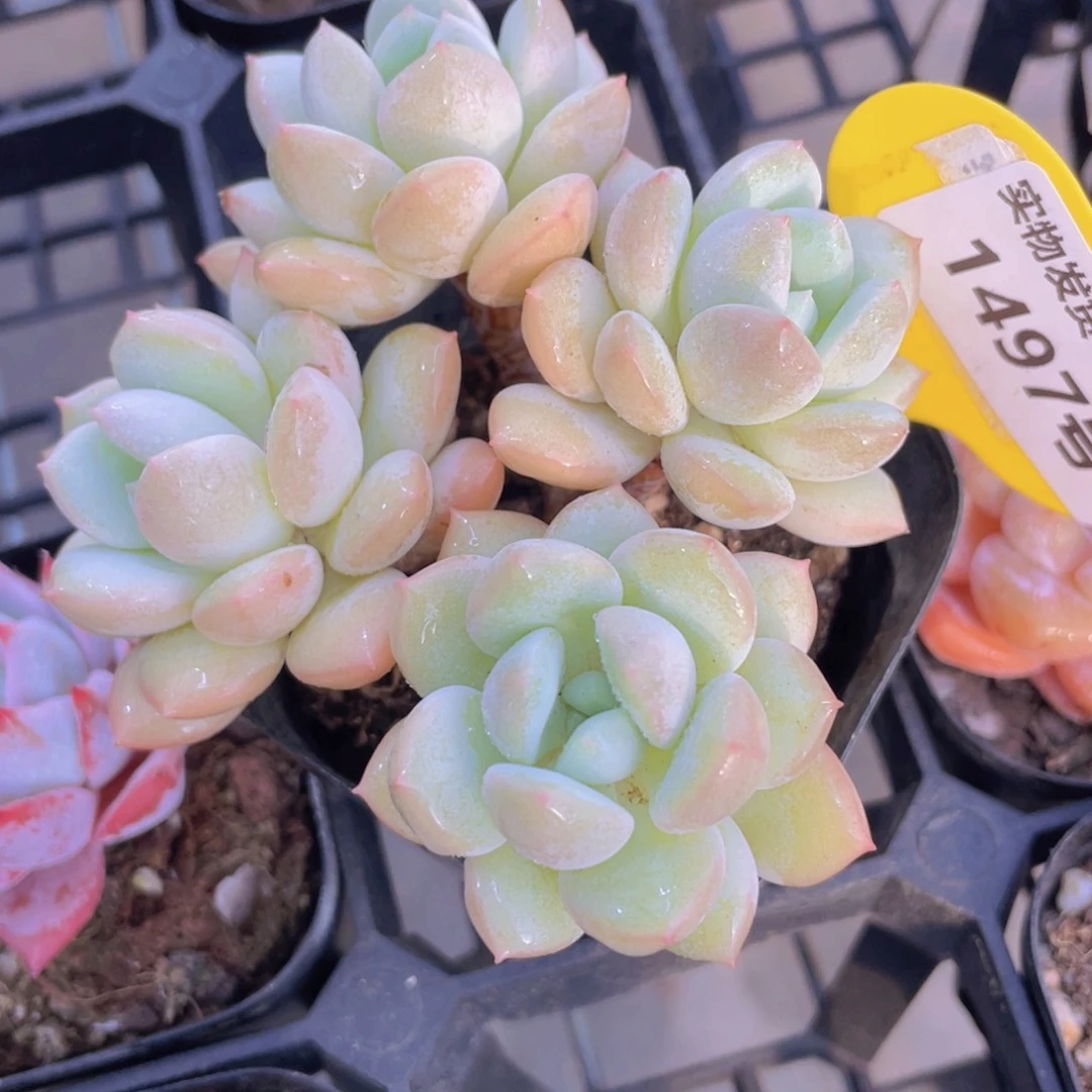 1497号 老桩奶油泡泡多头群一个