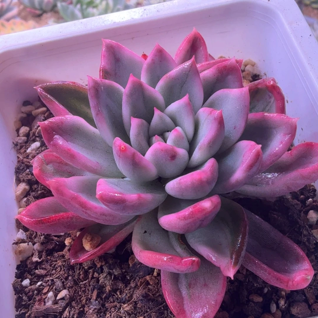 无花朵多肉植物 多肉