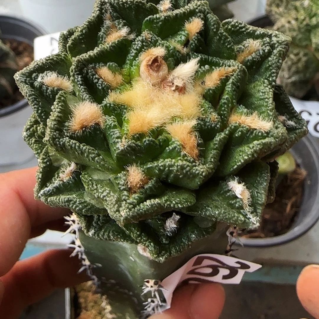 辛顿260仙人球开花啦