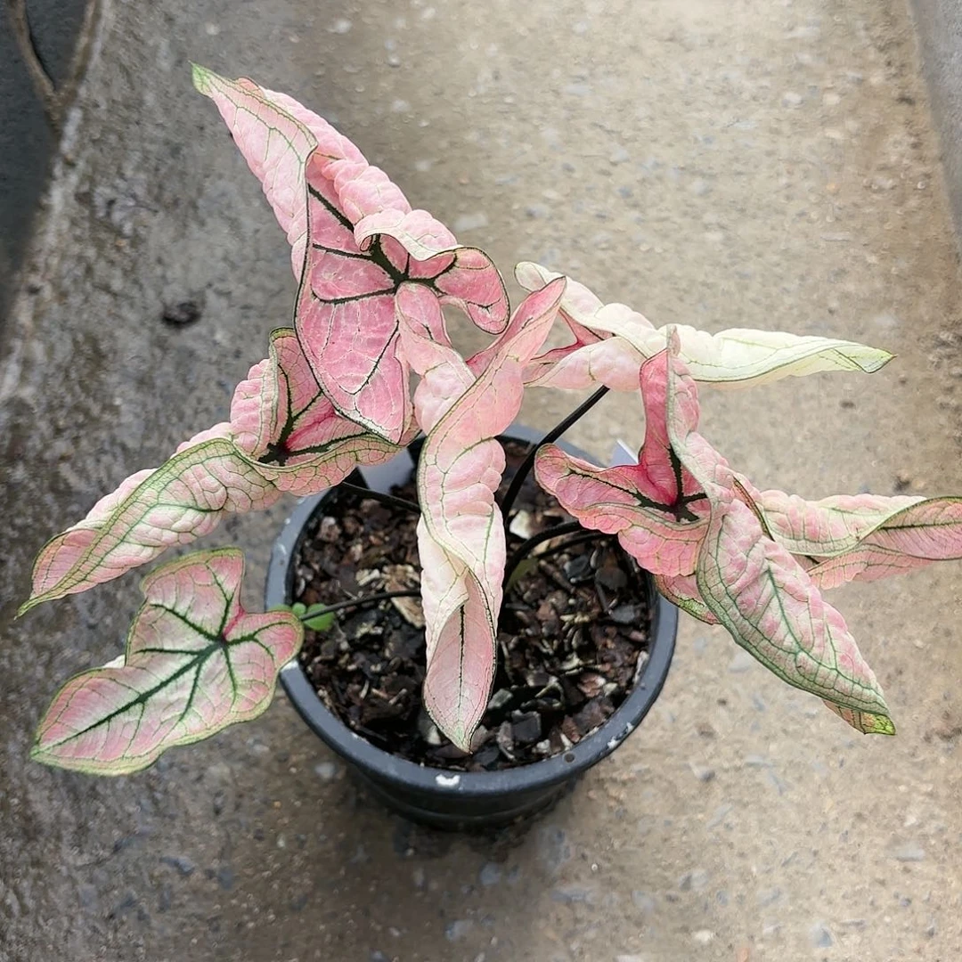 泰国需彩叶芋705-0121