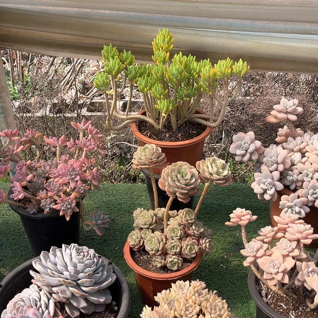 惠****曰八千代多肉植物保护15