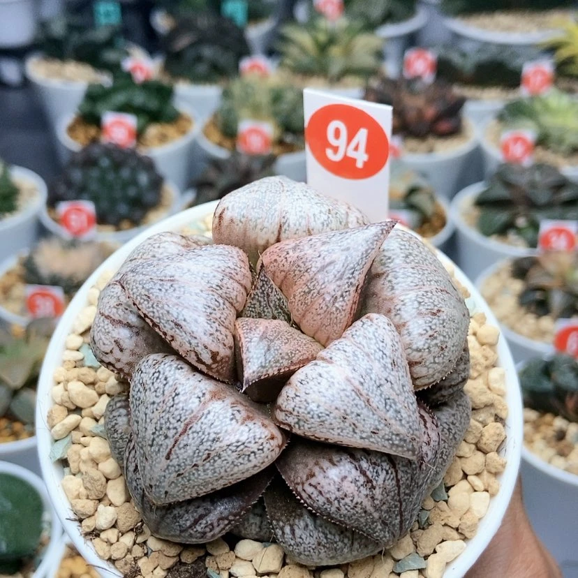 【闪购商品】94翡翠白银
