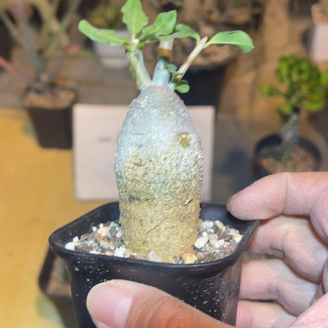 实生火星人块根一物一拍