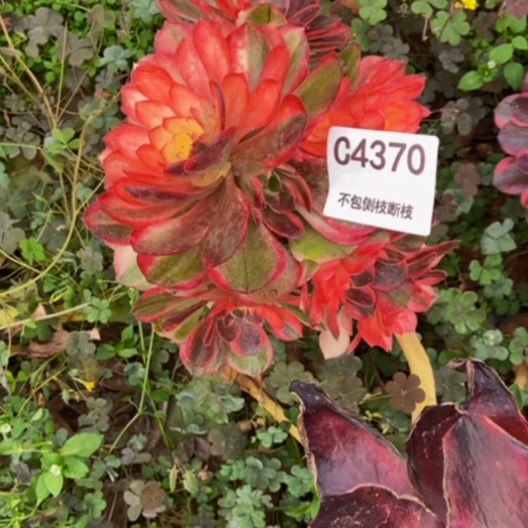 【闪购商品】浅***好4370黑魔多肉