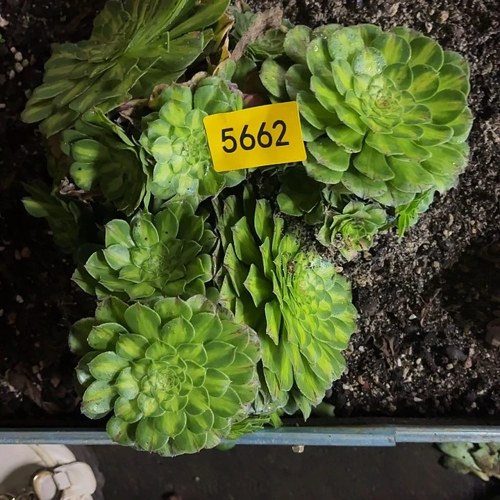 哈哈多肉葡萄福利5662个