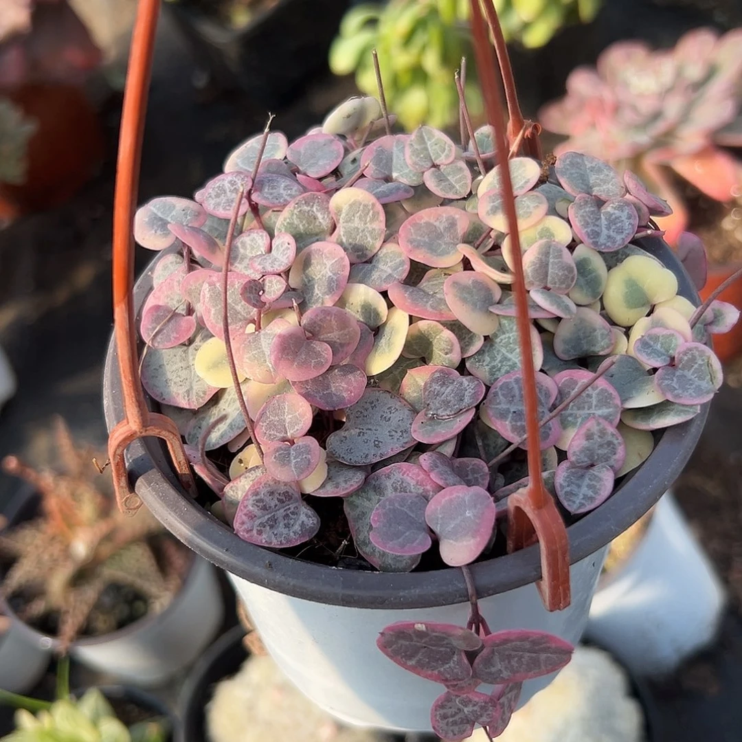 多肉植物爱之蔓锦