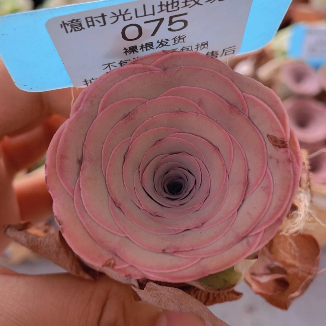 山地玫瑰075裸根发货不售后