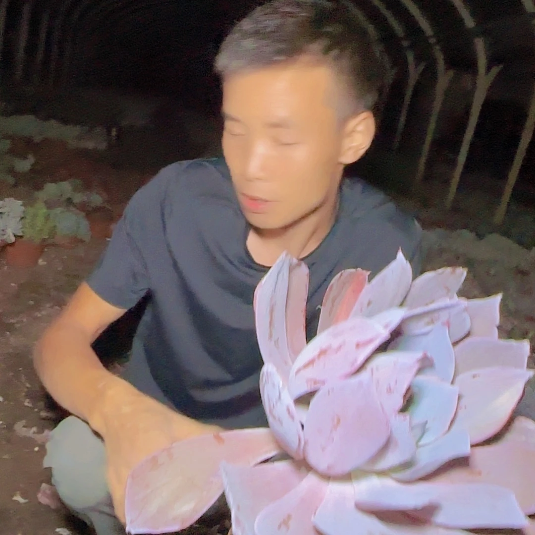 盆栽晚霞仙子多肉