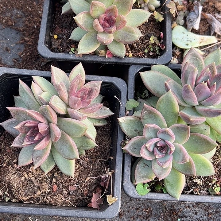 3***儿3盆美人特价多肉一物