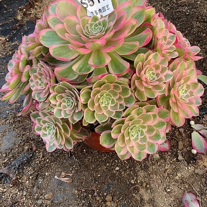 多肉植物孔雀玲517多肉