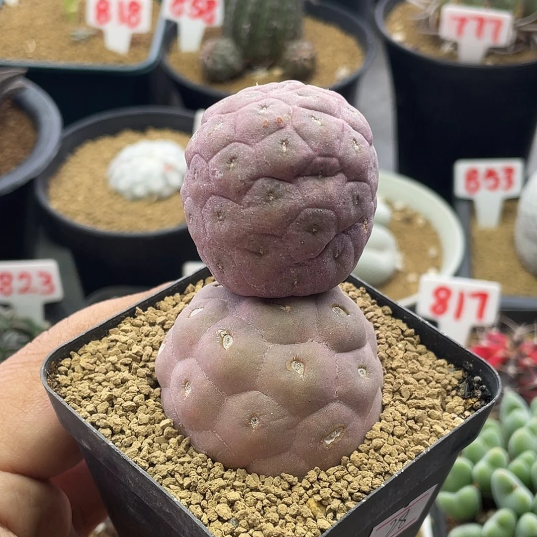 双头巨型紫皮无刺习志野