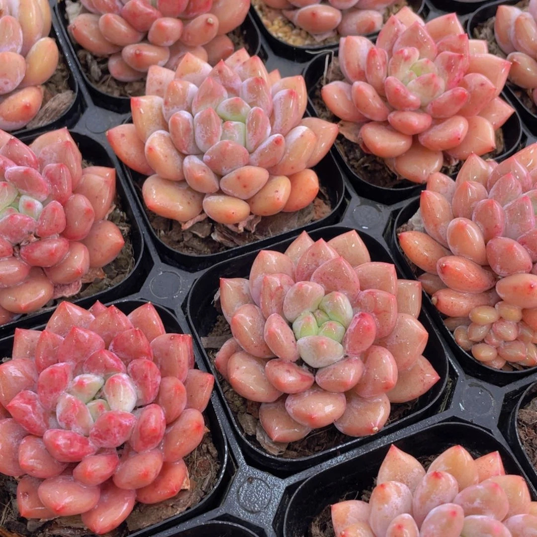 1332号 肥胖粉透半夏单头一个