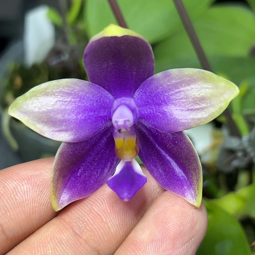 完全开放l058n6506