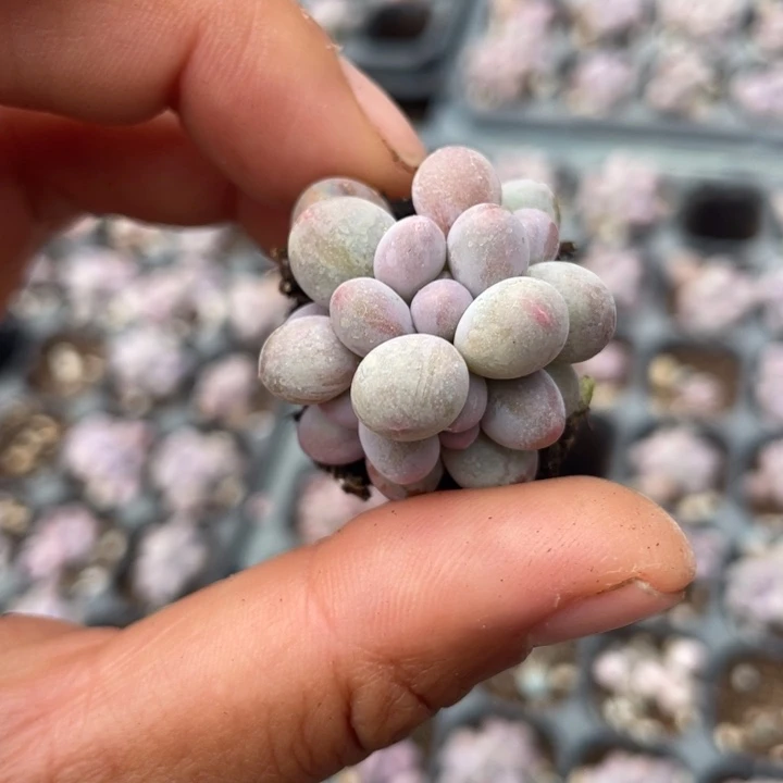 汤圆群发2颗满18包邮