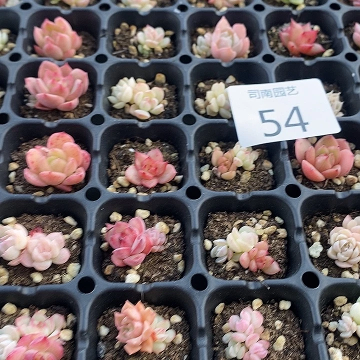 54 多肉植物盆栽花卉