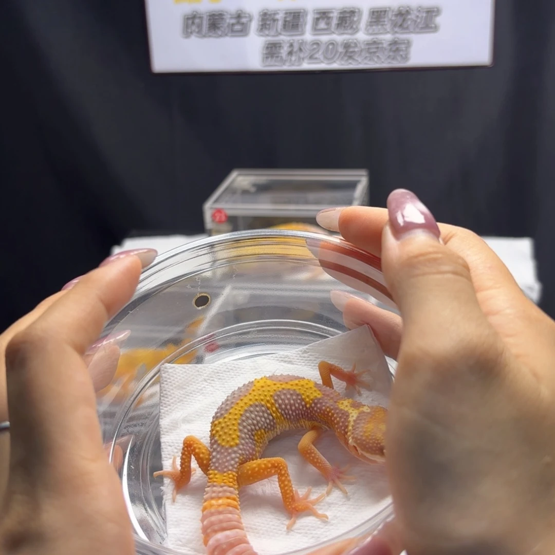 豹纹守宫白黄川普母