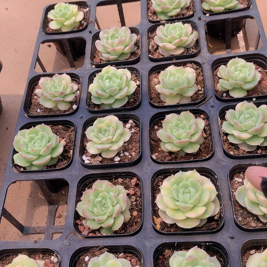 水晶虾饺3456788999000