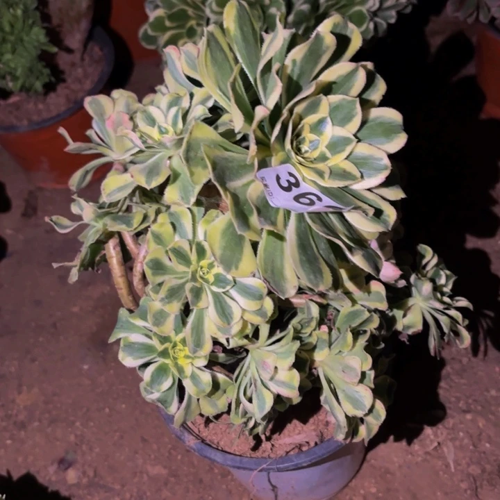 366白兰地多肉植物不售后处理