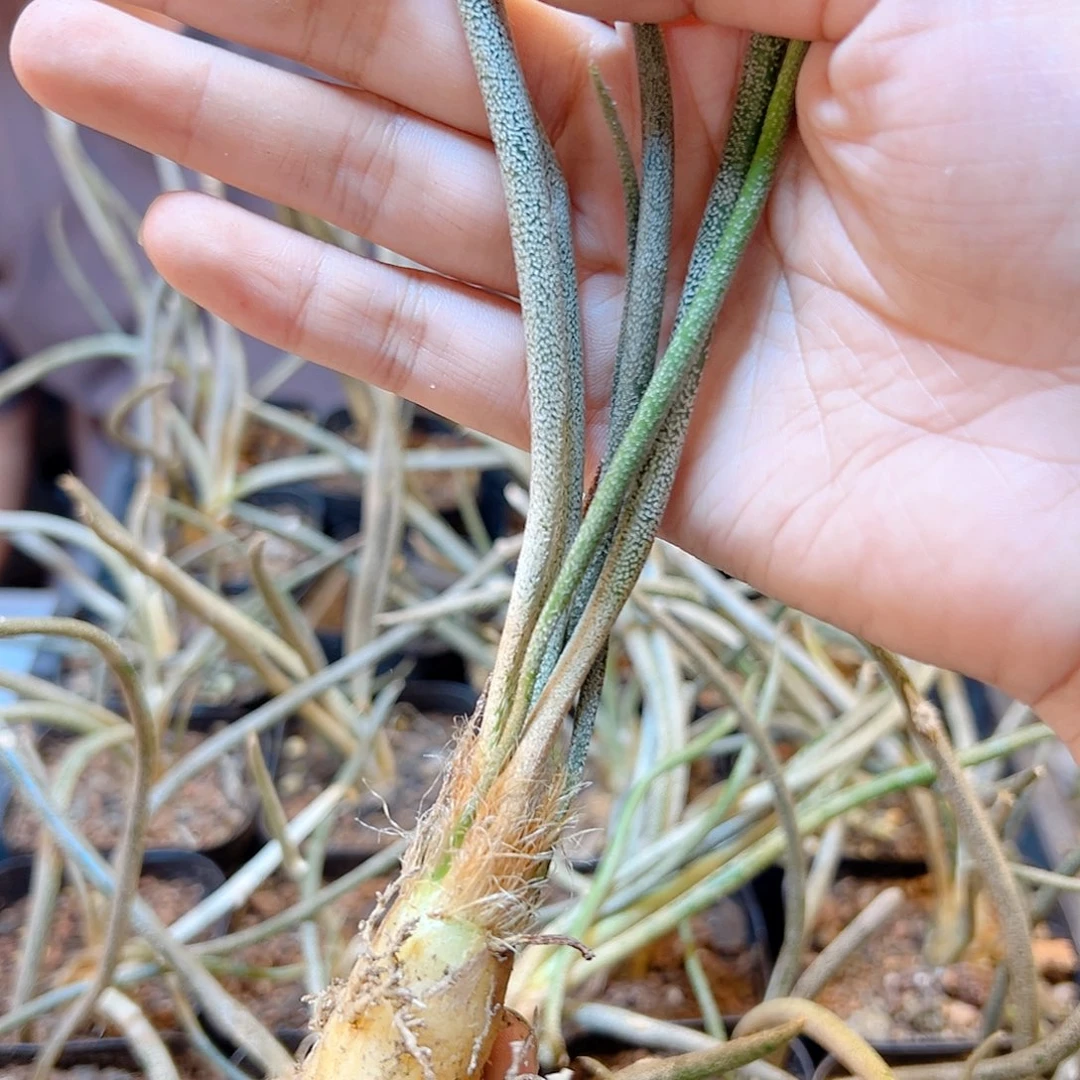 实生美杜莎肚子2.2公分1颗