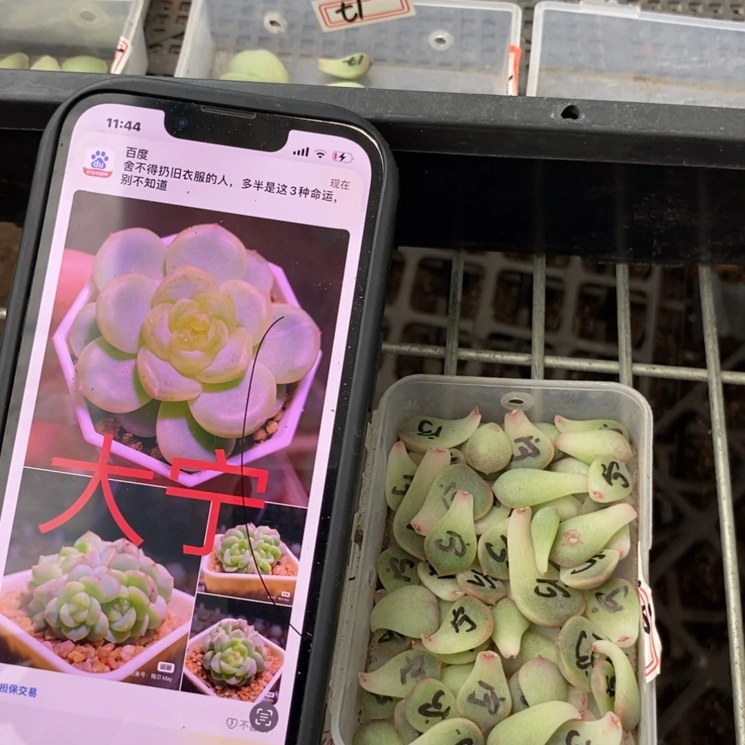 甜心大宁叶片一个