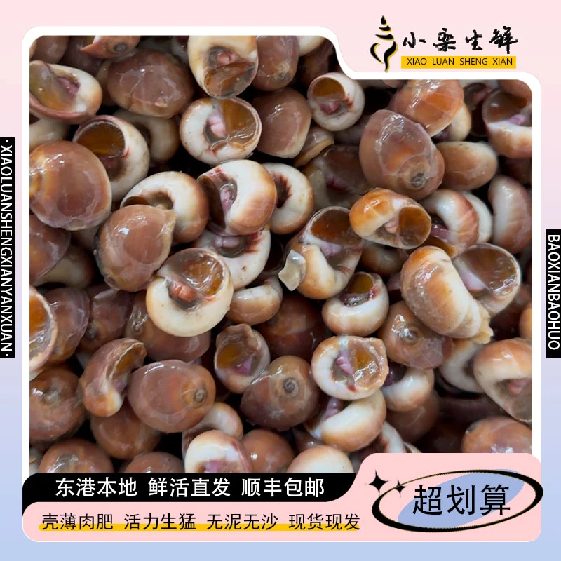 a辽宁东港发货鲜活红腚螺小红香螺顺丰发