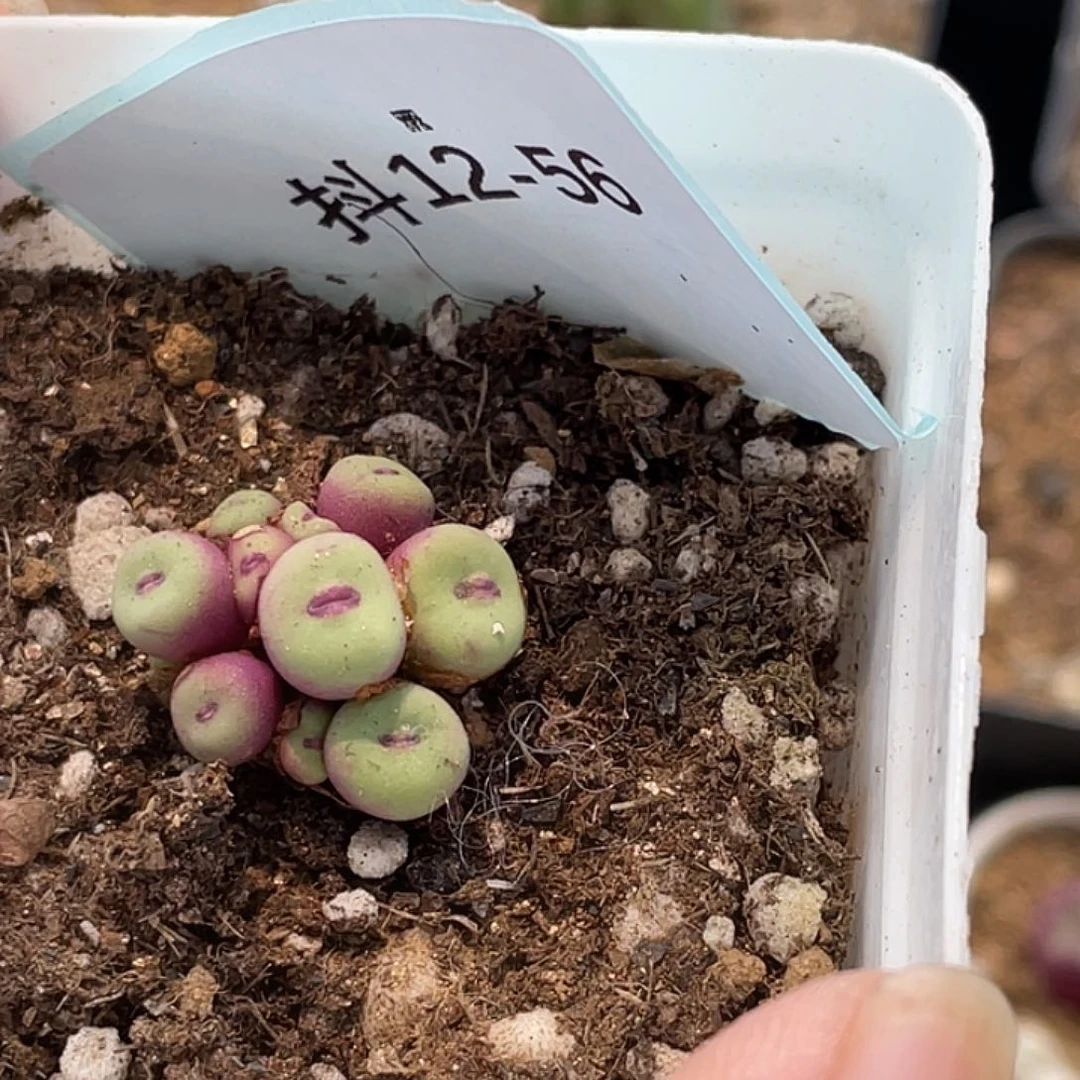 5**912-56肉锥多肉植物