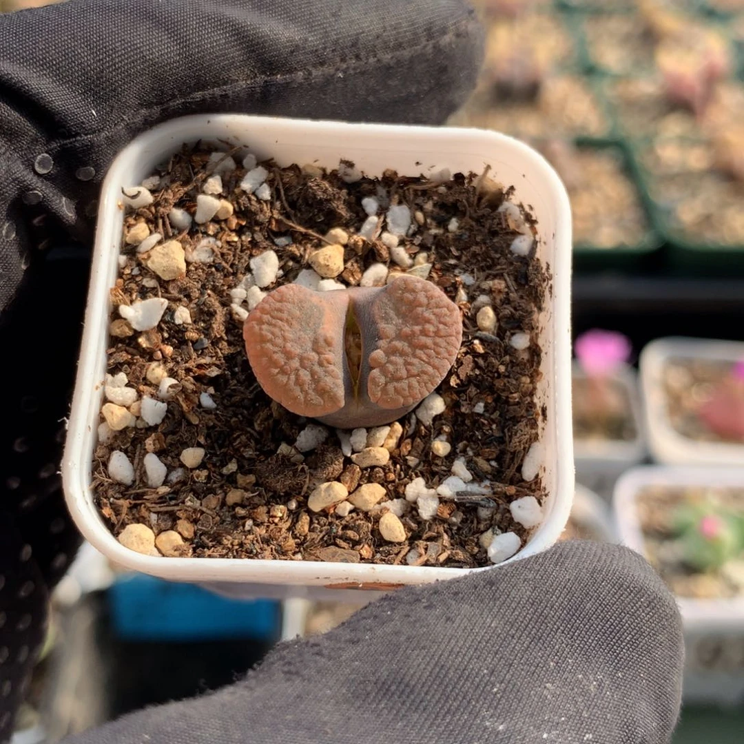 964磁铁风铃母本