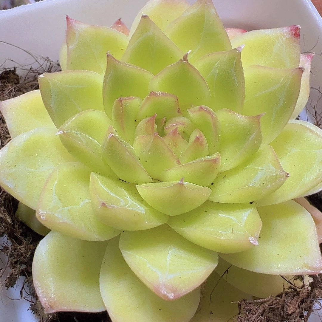 黄麦杆19包邮多肉植物